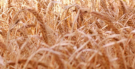 202306121734.jpg cereal-flavour_bg_image - 副本.jpg