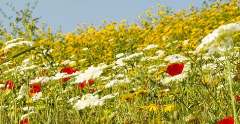 202306123532.jpg floral-flavour_bg_image - 副本.jpg